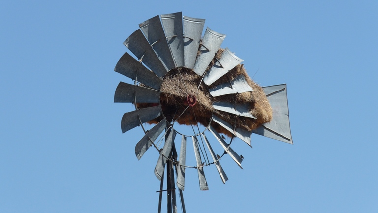 Webervögelnest im Windrad